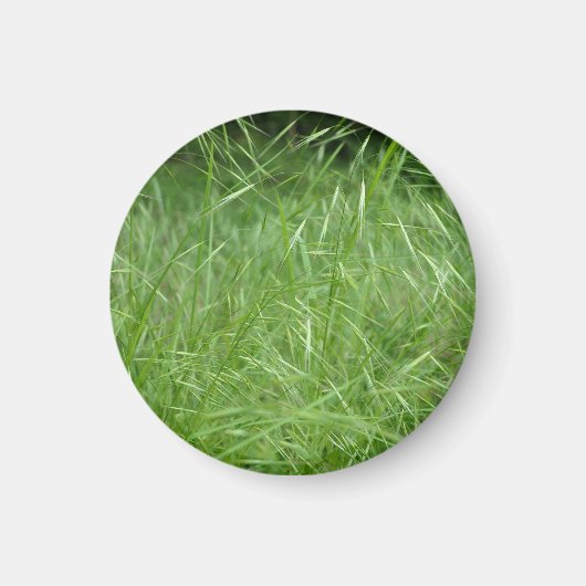 Bromus tectorum magneet (Voorkant)