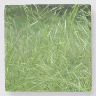 Bromus tectorum stenen onderzetter