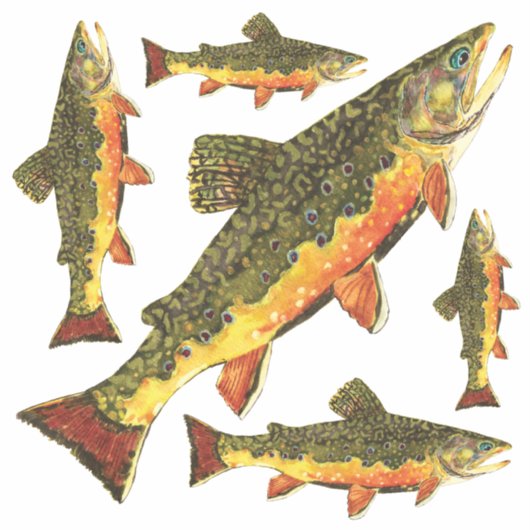 bronforel salvelinus fontinalis sticker (Voorkant)