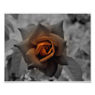 Brons Roos op Noon Day Foto Afdruk