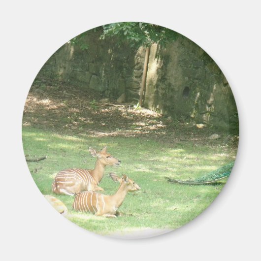 Bronx Zoo Afbeelding Magneet (Voorkant)