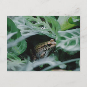 Bronze Frog in het Plant van Prayer Briefkaart