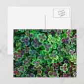 BRONZE NEDERCH CLOVER BRIEFKAART (Voorkant / Achterkant)