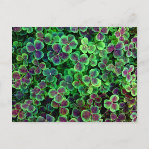 BRONZE NEDERCH CLOVER BRIEFKAART