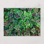 BRONZE NEDERCH CLOVER BRIEFKAART (Voorkant)