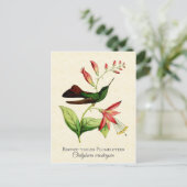 Bronze Tailed Plumeleteer Hummingbird  Art Briefkaart (Staand voorkant)