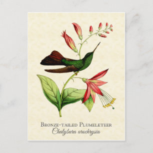 Bronze Tailed Plumeleteer Hummingbird  Art Briefkaart