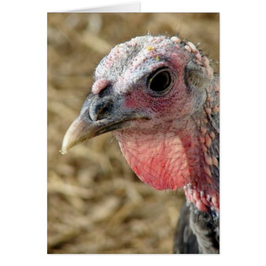 Bronze Turkey (Voorkant)