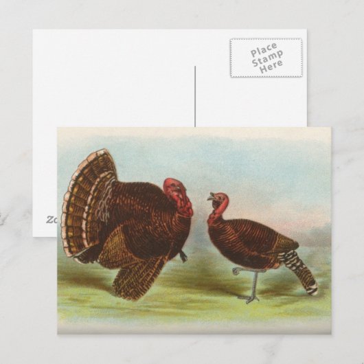Bronze Turkeys Briefkaart (Voorkant / Achterkant)