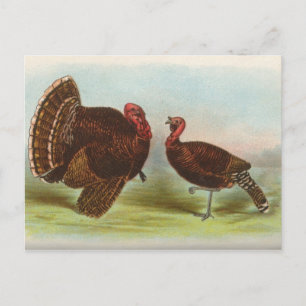 Bronze Turkeys Briefkaart