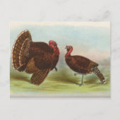 Bronze Turkeys Briefkaart (Voorkant)