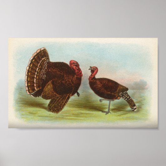 Bronze Turkeys Poster (Voorkant)