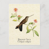 Bronzy Inca Hummingbird  Art Briefkaart (Voorkant)