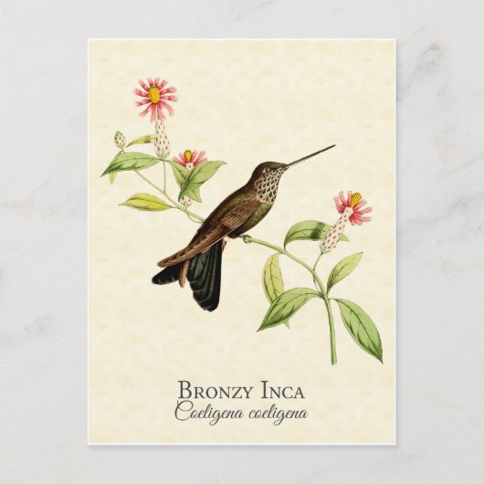 Bronzy Inca Hummingbird  Art Briefkaart (Voorkant)