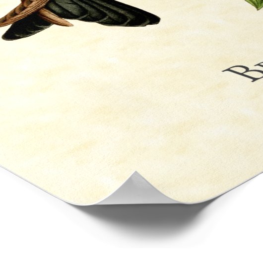 Bronzy Inca Hummingbird Art Print (Hoek)