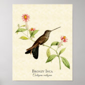 Bronzy Inca Hummingbird Art Print (Voorkant)
