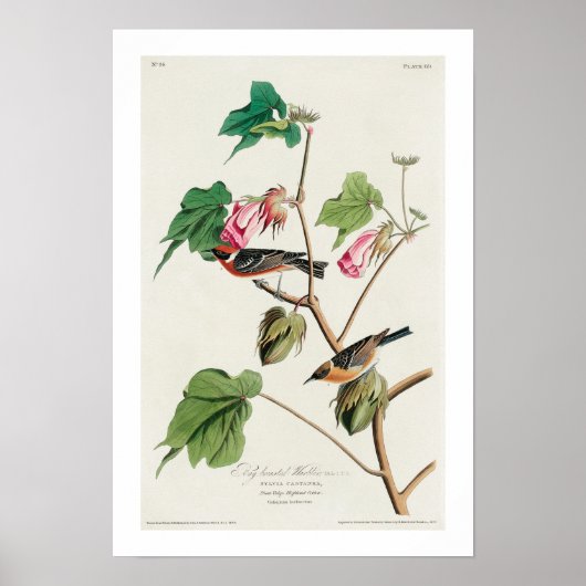 Broodbreker door Poster van Audubon (Voorkant)