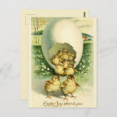 Broodkuikens afkomstig van paasscheuten van reuzen briefkaart (Voorkant / Achterkant)