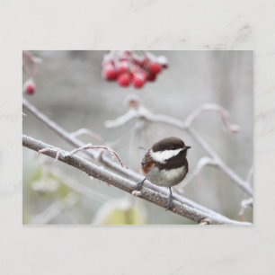 Broodkuikens en rode bessen in de winter briefkaart