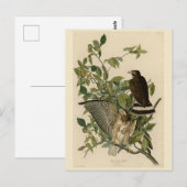 Broodwinged Hawk van de Amerikaanse vogels van Aud Briefkaart (Voorkant / Achterkant)