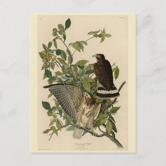 Broodwinged Hawk van de Amerikaanse vogels van Aud Briefkaart (Voorkant)