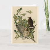 Broodwinged Hawk van de Amerikaanse vogels van Aud Kaart (Voorkant)
