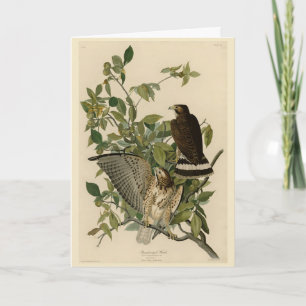 Broodwinged Hawk van de Amerikaanse vogels van Aud Kaart