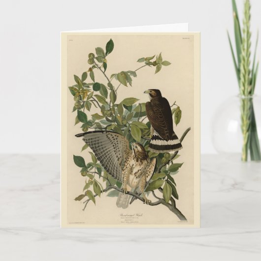 Broodwinged Hawk van de Amerikaanse vogels van Aud Kaart (Voorkant)