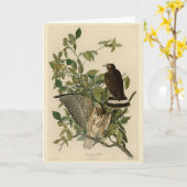 Broodwinged Hawk van de Amerikaanse vogels van Aud Kaart (Gele Bloem)