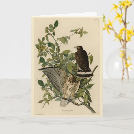 Broodwinged Hawk van de Amerikaanse vogels van Aud Kaart (Gele Bloem)