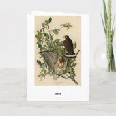 Broodwinged Hawk van de Amerikaanse vogels van Aud Kaart (Achterkant)