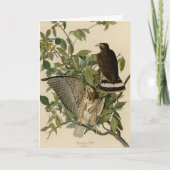 Broodwinged Hawk van de Amerikaanse vogels van Aud Kaart (Voorkant)