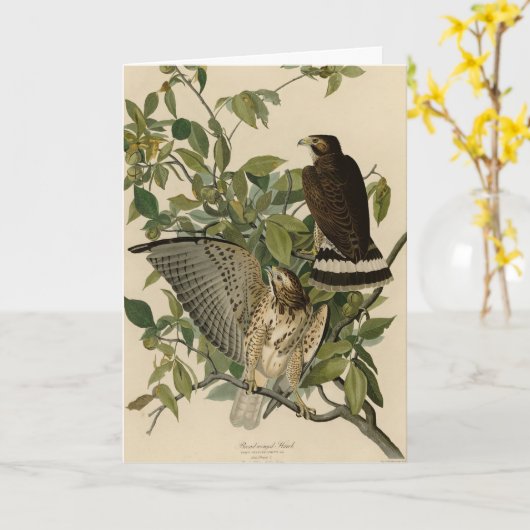 Broodwinged Hawk van de Amerikaanse vogels van Aud Kaart (Gele Bloem)