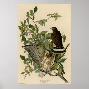 Broodwinged Hawk van de Amerikaanse vogels van Aud Poster