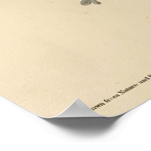 Broodwinged Hawk van de Amerikaanse vogels van Aud Poster (Hoek)