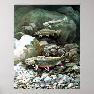 Brook-forel afdrukken poster
