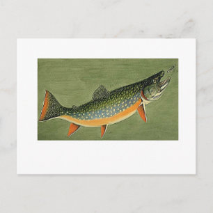 brook forel Art van Louis Agassiz Fuertes Briefkaart