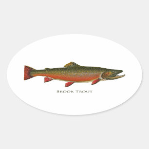 Brook forel mannetje (Spawning Phase) Ovale Sticker