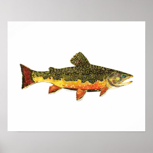 Brook forel visschilderen poster (Voorkant)