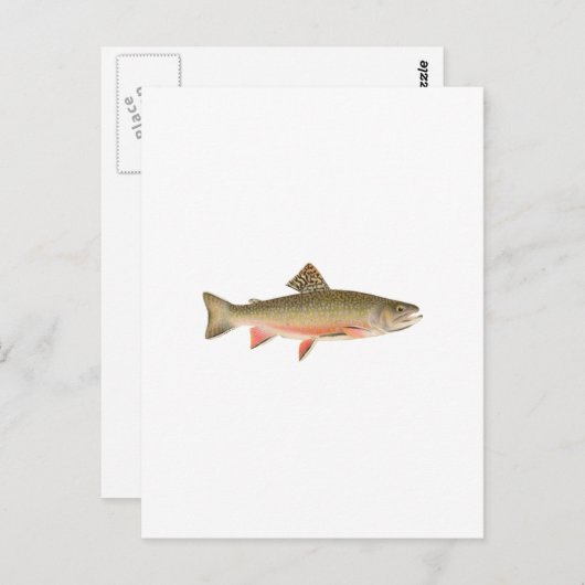 Brook Trout Art Briefkaart (Voorkant / Achterkant)