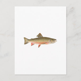 Brook Trout Art Briefkaart