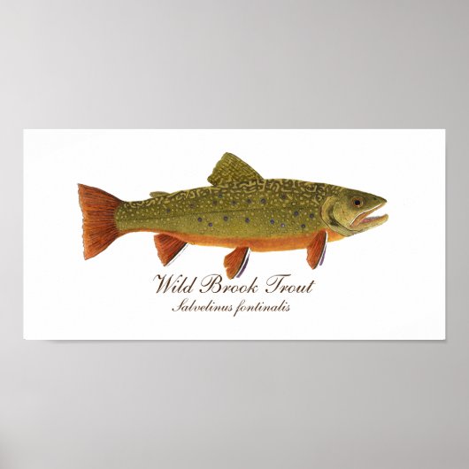 Brook Trout Art Poster (Voorkant)
