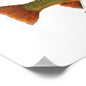 Brook Trout Art Poster (Hoek)
