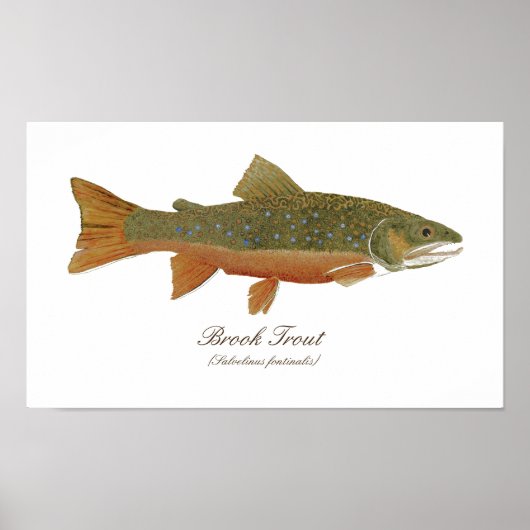 Brook Trout Art Poster (Voorkant)