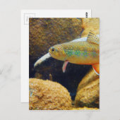 Brook Trout Briefkaart (Voorkant / Achterkant)