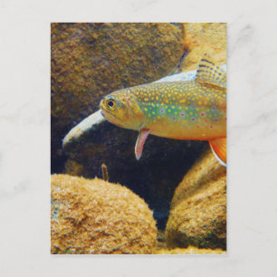 Brook Trout Briefkaart