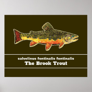 Brook Trout Fly Fishing Latijnse Name Ichthyology Poster
