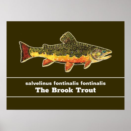 Brook Trout Fly Fishing Latijnse Name Ichthyology Poster (Voorkant)