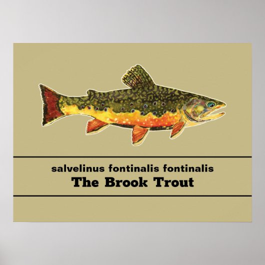 Brook Trout Fly Fishing Latijnse Name Ichthyology Poster (Voorkant)