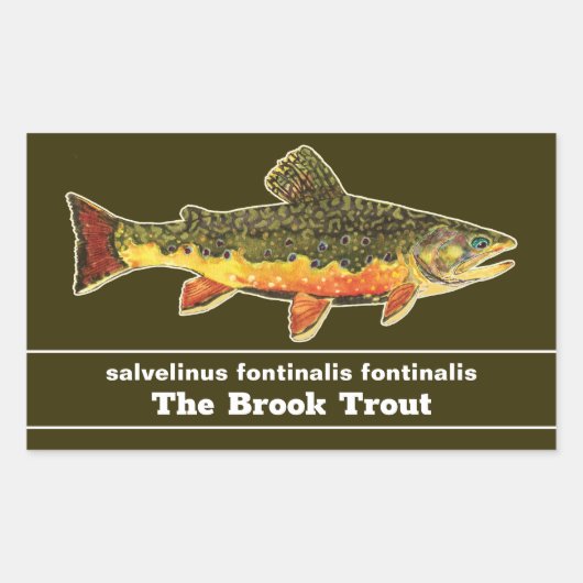 Brook Trout Fly Fishing Latijnse Name Ichthyology Rechthoekige Sticker (Voorkant)